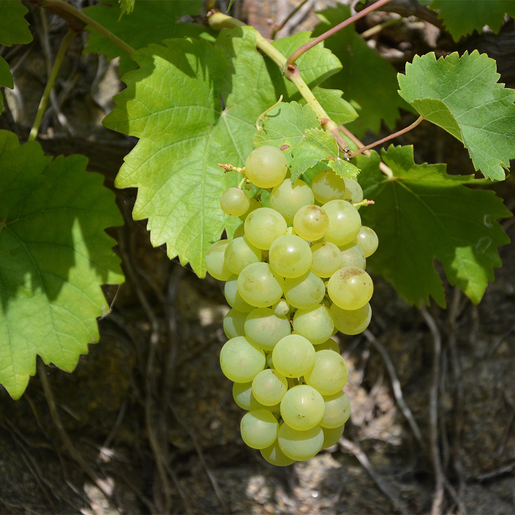 白ぶどう ナタデココ 280g 24本 アキュア公式オンラインストア